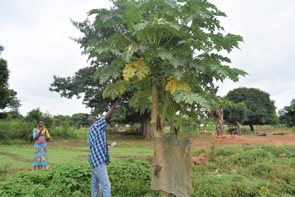 WUZDA Ghana Assesses Pawpaw Plants in Project Communities